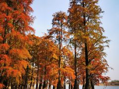 -池杉湖湿地公园