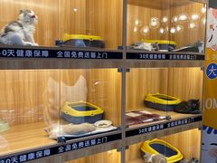 -欣宠猫屋·矮脚拿破仑·蓝金金渐层