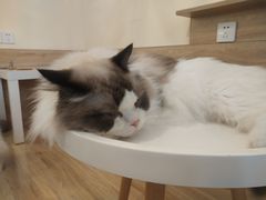 -滚猫咖啡·猫咖·猫友好撸猫(未来城店)