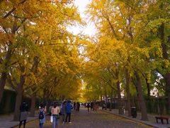 -三里屯东五街银杏大道