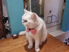 -猫小院猫主题咖啡厅(北锣店)