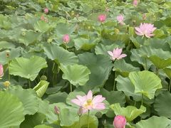 -洪湖生态旅游区