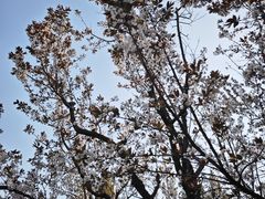 -朝阳公园