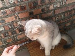 -豆逗聊愈猫阁Easy Life