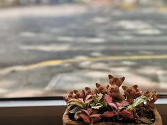 -WHEN PIGS FLY当猪飞