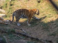 -大连森林动物园