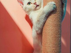 -BABIT巴比特宠物(MOMOPARK店)