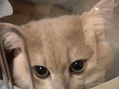 -纳吉亚猫专科动物医院(康都外科中心)