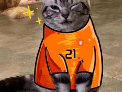 -喵屿·大理花园猫咖