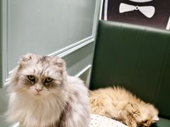 -安格丽娜·狗咖·猫咖羊驼咖(春熙路百盛商场店)