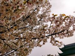 -苏州上方山国家森林公园