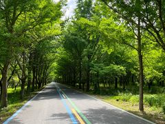 -黄海国家森林公园