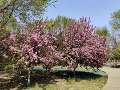 -长白岛森林公园