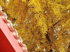 -四川大学(华西校区)