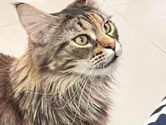 -平行世界·猫咖(首经贸店)