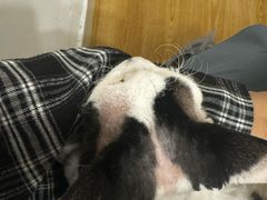 -有喵·猫咖·狗咖·30几只猫10只小狗(岗厦店)