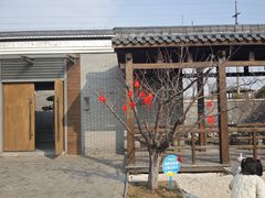-菊园百果园