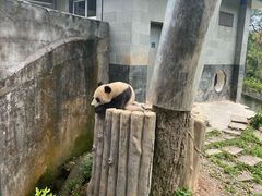 -中国大熊猫保护研究中心雅安碧峰峡基地