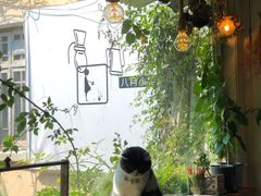-海边的猫和咖啡馆