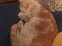 -Sirena海妖日咖夜酒