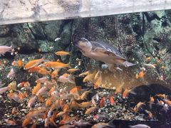 -萌宠奇缘(荣鼎店)