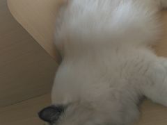 -瞄一喵猫咖(格力海岸店)