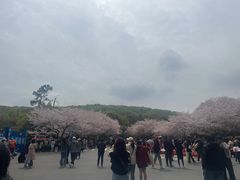 -武汉大学-樱园