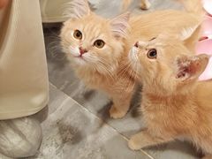 -楼上猫咖(罗湖店)