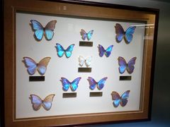 -上海昆虫博物馆