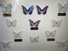 -上海昆虫博物馆