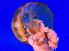 -太平洋海底世界