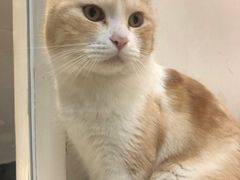 -Heymao猫咖.咖啡厅(东门店)