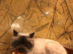 -more than meow吴止猫主题餐厅(承德 中船汇店)