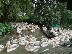 -广州长隆飞鸟乐园