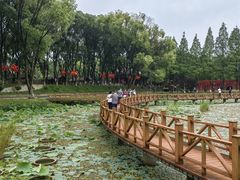 -洪湖生态旅游区