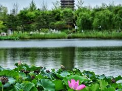 -西海子公园