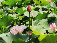 -莲花池公园