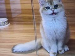 -猫十亿·布偶金渐层·曼基康矮脚猫舍(青年路店)