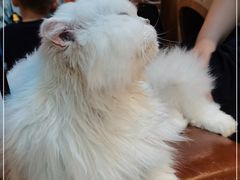 -猫小院猫主题餐厅(南锣旗舰店)
