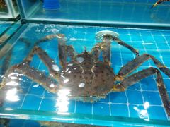 -鸿港海鲜批发市场