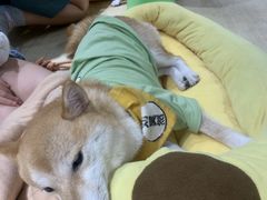 -逗柴咖啡屋·狗咖猫咖宠物桌游