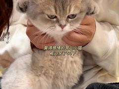 -逗柴咖啡屋·狗咖猫咖宠物桌游