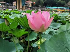 -绵阳人民公园(涪城区)