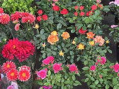-哈尔滨道外花鸟鱼市场