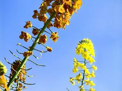 -中国天府农业博览园