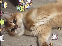 -翊宠yipet猫狗购宠庄园犬舍•猫舍