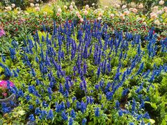 -人民公园(罗湖区)