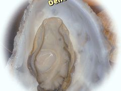 -大锅强·蒸海鲜青岛菜(吾悦广场店)