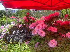 -洛阳市隋唐城遗址植物园