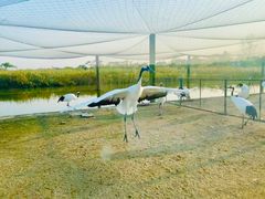 -盐城丹顶鹤湿地生态旅游区